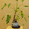 Studio Leaf ATAMI